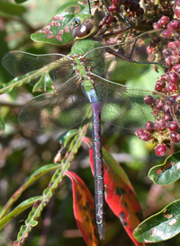 Green Darner